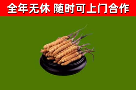 太和区烟酒回收冬虫夏草.jpg